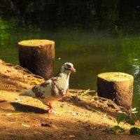 ***** :: юрий поляков