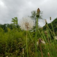 ОДУВАНЧИК :: Tata Wolf