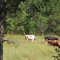 Выпас в лесу... :: Андрей Катков