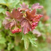 После дождя (1) :: Alexey YakovLev