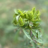 После дождя (5) :: Alexey YakovLev После дождя (5) :: Alexey YakovLev