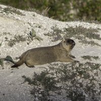Сурок :: Евгений Анисимов