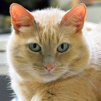 домашние радости :: Олег Лукьянов домашние радости :: Олег Лукьянов