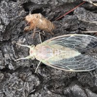 Цикада :: Pippa Цикада :: Pippa