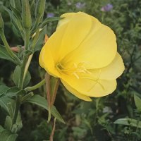 Энотера. жёлтая. :: Вячеслав. Синицын