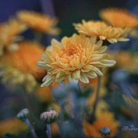 "Когда солнце уже зашло"© :: Владимир Макаров "Когда солнце уже зашло"© :: Владимир Макаров