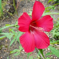 Гибискус :: Татьяна Тюменка