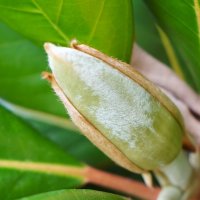 Бутон магнолии :: Татьяна Тюменка