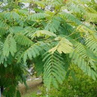 Альбиция ленкоранская :: Татьяна Тюменка