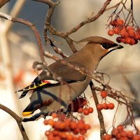 Взгляд :: Александр Велигура Взгляд :: Александр Велигура
