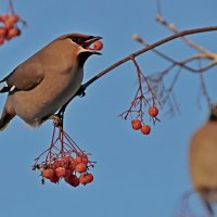 Завтрак :: Александр Велигура Завтрак :: Александр Велигура