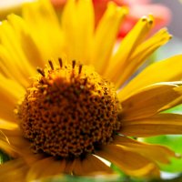 Фрагмент букета :: Светлана SvetNika17 Фрагмент букета :: Светлана SvetNika17