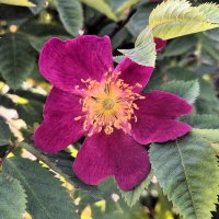 шиповник :: Наталья 