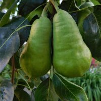 Груша Видная (Бугристая) :: Наиля Груша Видная (Бугристая) :: Наиля