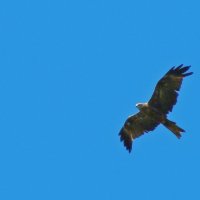 черный коршун :: gawrilа - dan