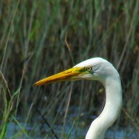 большая белая цапля :: gawrilа - dan