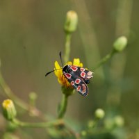Бабочка из семейства Пестрянок :: Александр Леонов