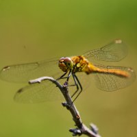 Шикарная стерокза :: Александр Леонов Шикарная стерокза :: Александр Леонов