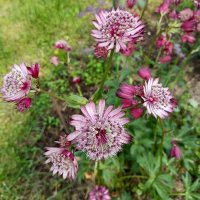 Красная астранция. :: Ирина ***