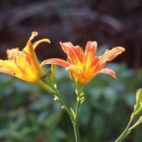 Вот и август :: Наталья Герасимова