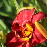 Вот и август :: Наталья Герасимова