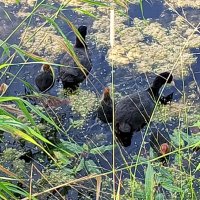 Лысухи :: Сапсан 