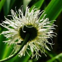 Растрёпа в солнечных лучах. :: Милешкин Владимир Алексеевич Растрёпа в солнечных лучах. :: Милешкин Владимир Алексеевич