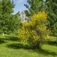 Лужайка :: Анатолий Чикчирный Лужайка :: Анатолий Чикчирный