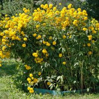 Клумба,цветы. :: сергей ермошкин Клумба,цветы. :: сергей ермошкин