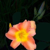 Почти лилия :: Евгений 