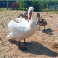 Соблюдай дистанцию :: Сеня Белгородский Соблюдай дистанцию :: Сеня Белгородский