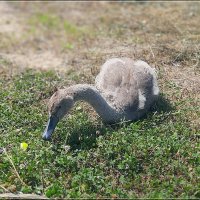 „Гадкий утёнок" пробует яблоко :: Сеня Белгородский