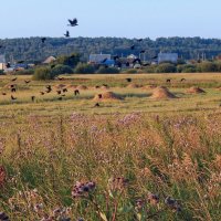 Грачи полетели! :: Елена Хайдукова ( Elena Fly ) Грачи полетели! :: Елена Хайдукова ( Elena Fly )