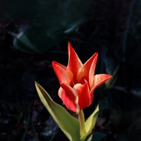 Тюльпан-хулиган :: Евгений 