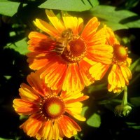 Солнечные :: Елена Семигина