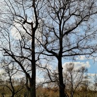 В парке. Начало весны. :: Любимова Ольга 