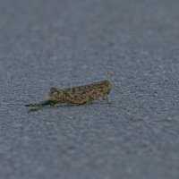 В траве сидел кузнечик... :: Giant Tao /