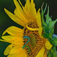 Засада :: Giant Tao /