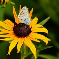 Жила была бабочка :: Юрий. Шмаков