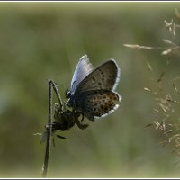 Вчера еще цвели... :: Aleksandr Gal Вчера еще цвели... :: Aleksandr Gal
