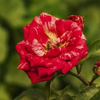 Цветём. :: Петр Беляков