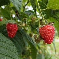 Сладкое лето...... :: Галина 