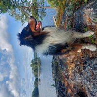 пес Фантом :: Артём 