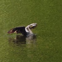 Баклан :: Рита Симонова