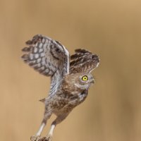 *** :: Евгений Фруман