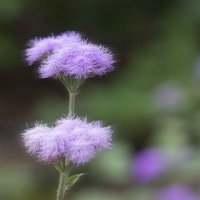 Пушистики :: Александр Трухин