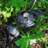 у дома :: Елена Шаламова у дома :: Елена Шаламова