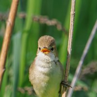 Болотная камышевка :: Sergey38 
