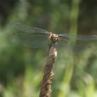 ** :: Зоя Мишина