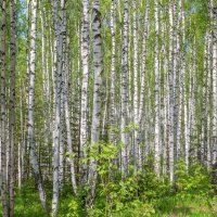 Березовая роща. :: Алексей Трухин